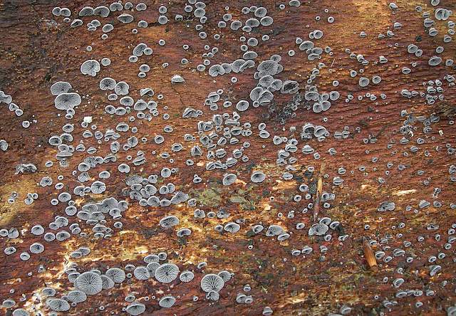 Le colline prodigiose della valle del Leimental